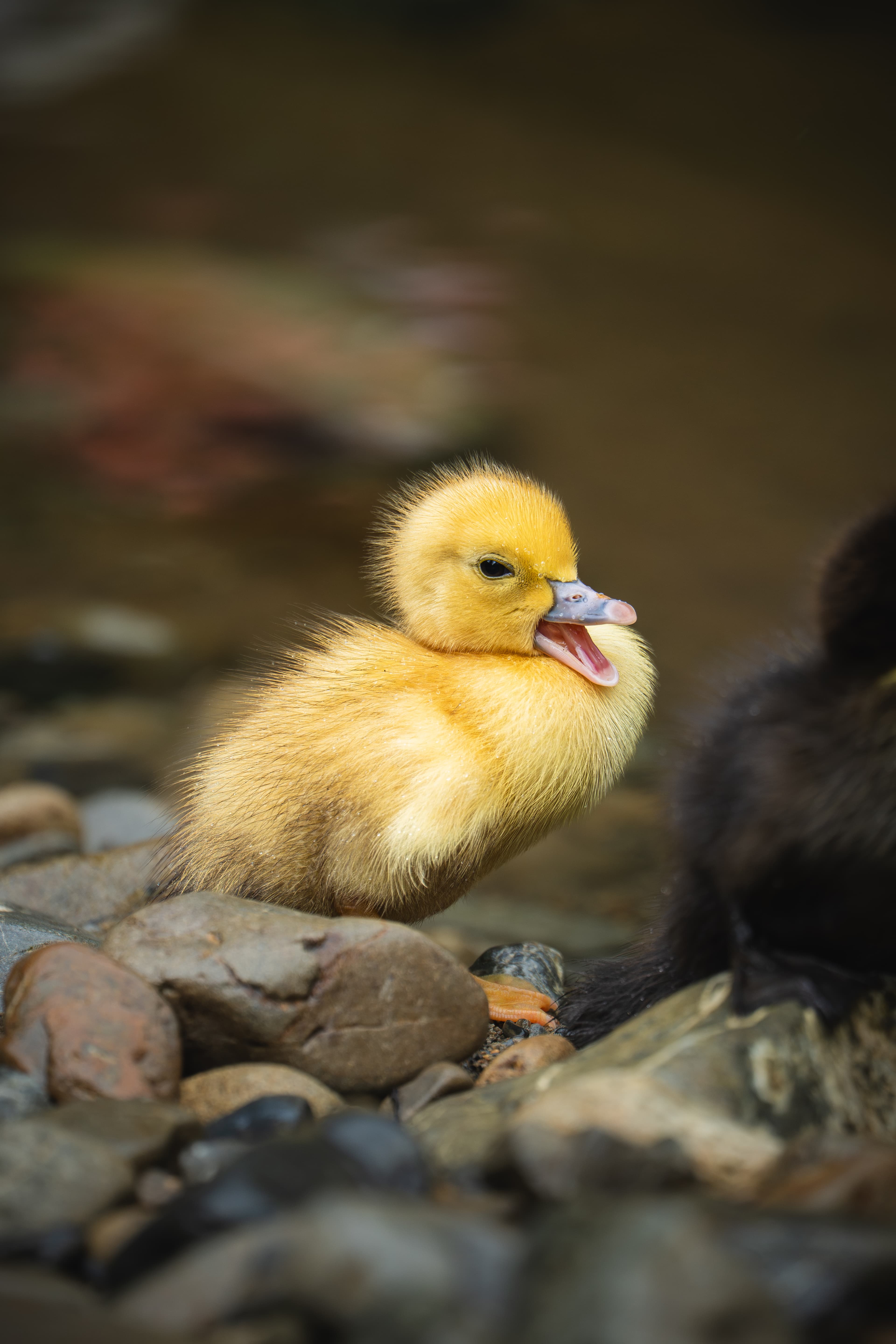 Yellow duckling