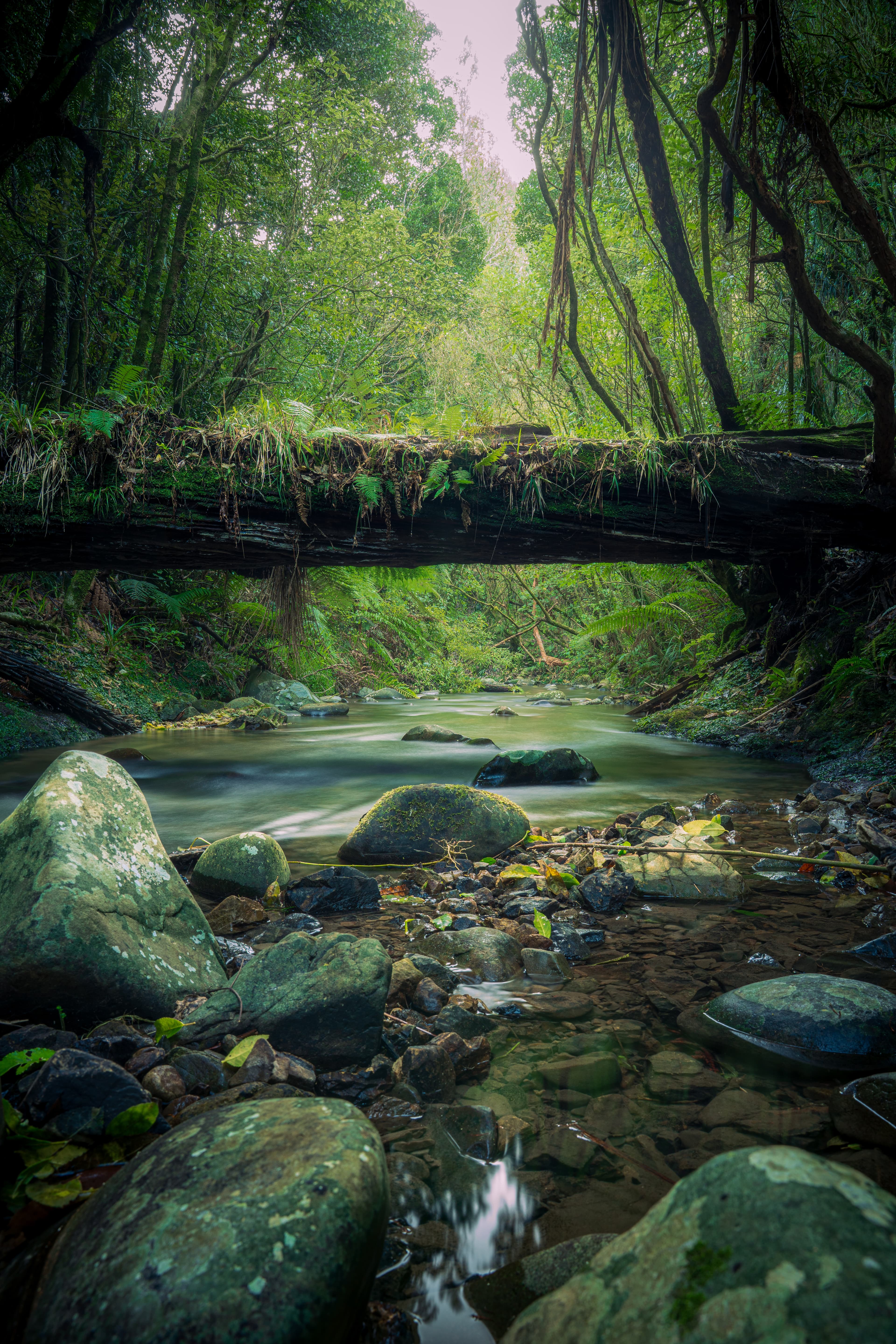 A Fallen Tree Over Korokoro Stream